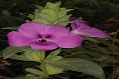 Barleria gibsonii